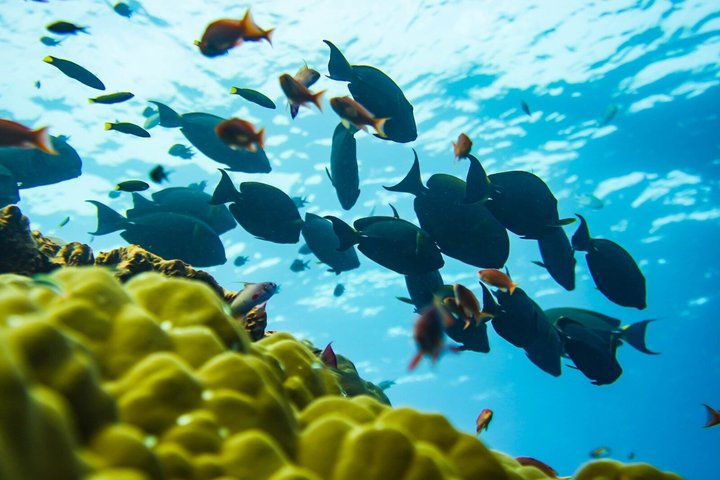 Nusa Penida Premium Day from Bali: Manta Rays, Yacht & Land Tour
