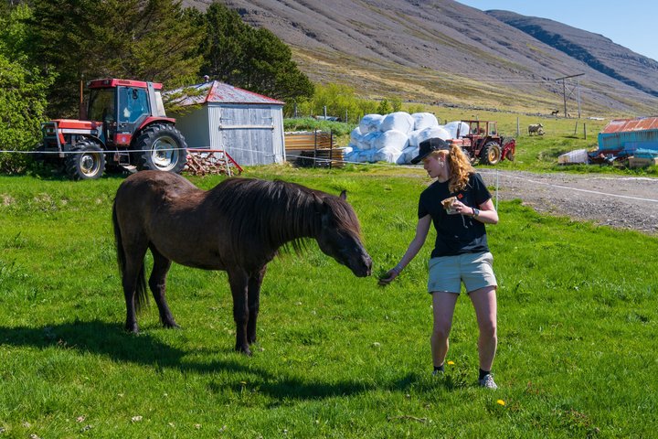 Dynjandi Waterfall & Westfjords Farm Tour from Ísafjörður