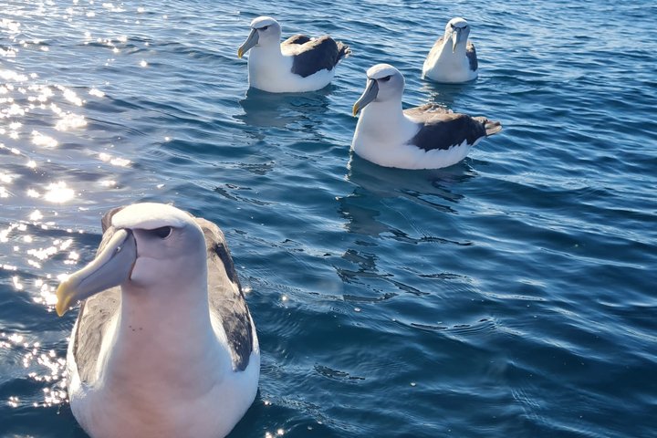 Harbour, Albatross and Wildlife Cruise on Otago Harbour