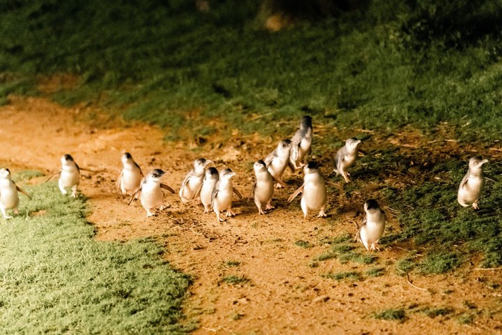 Phillip Island Penguin Parade & Wildlife Tour from Melbourne