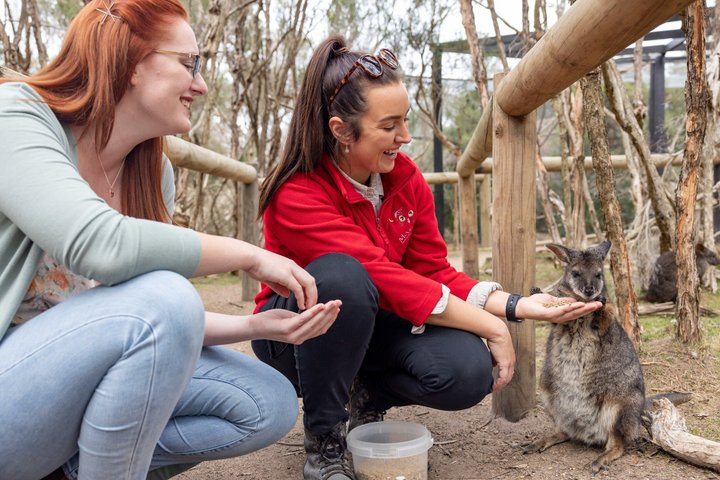 Phillip Island Penguin Parade & Wildlife Tour from Melbourne