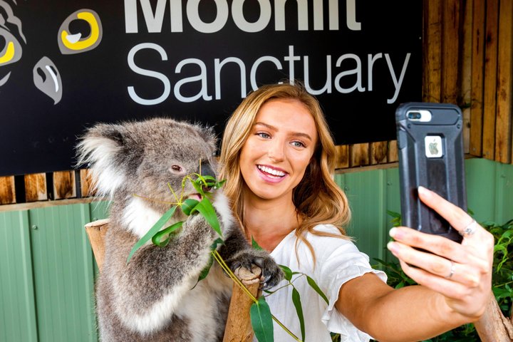 Phillip Island Penguin Parade & Wildlife Tour from Melbourne