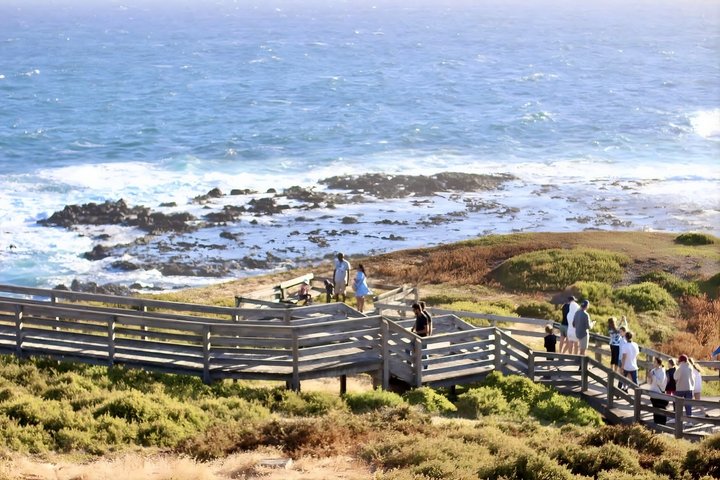 Phillip Island Penguin Parade & Wildlife Tour from Melbourne