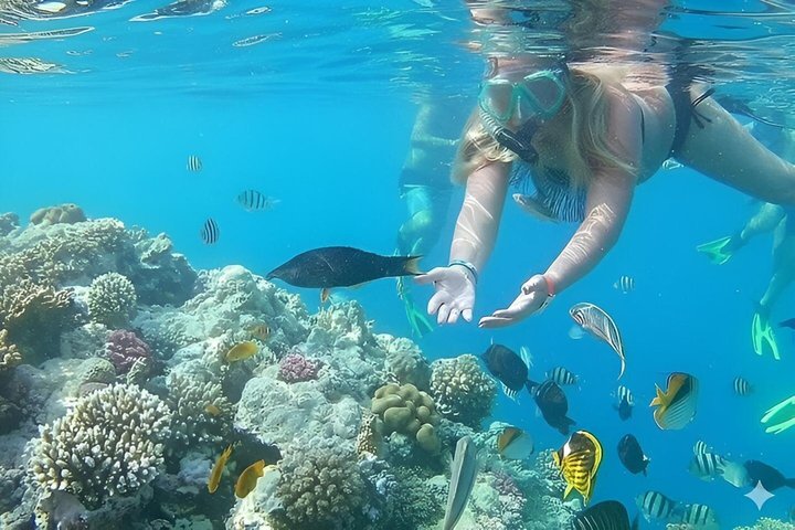 Tiran Island Snorkeling , Diving Cruise & Lunch - Sharm El Sheikh