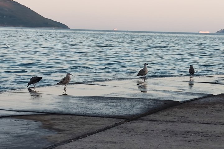 Boka Bay Private Guided Tour Herceg Novi Perast and Kotor by car