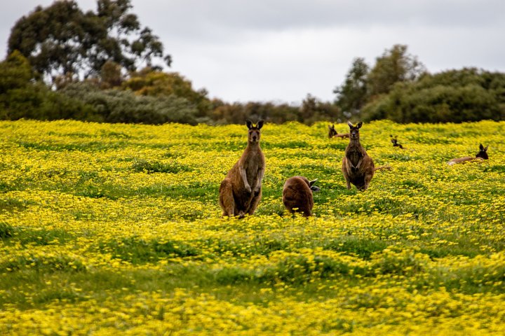 Margaret River Winery Tour with a'la carte lunch