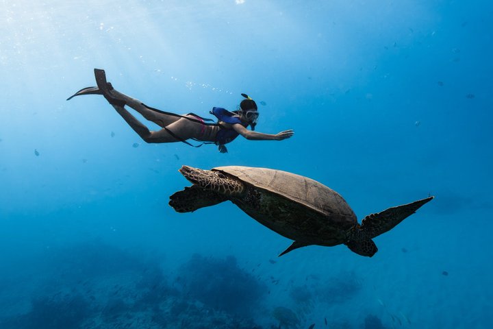 Waikiki Turtle Canyon Snorkel: Turtles Guaranteed
