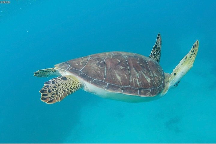 Sea Turtle Snorkel Tour