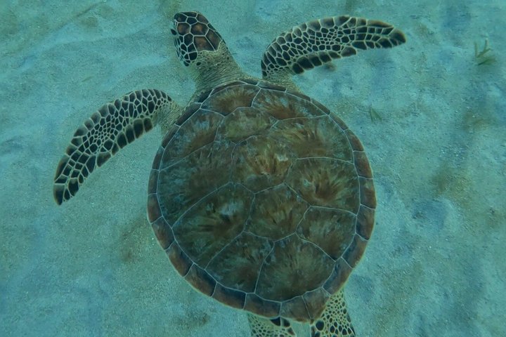 Sea Turtle Snorkel Tour
