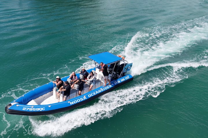 Noosa Whale Watching Cruise – Humpback Whale Adventure