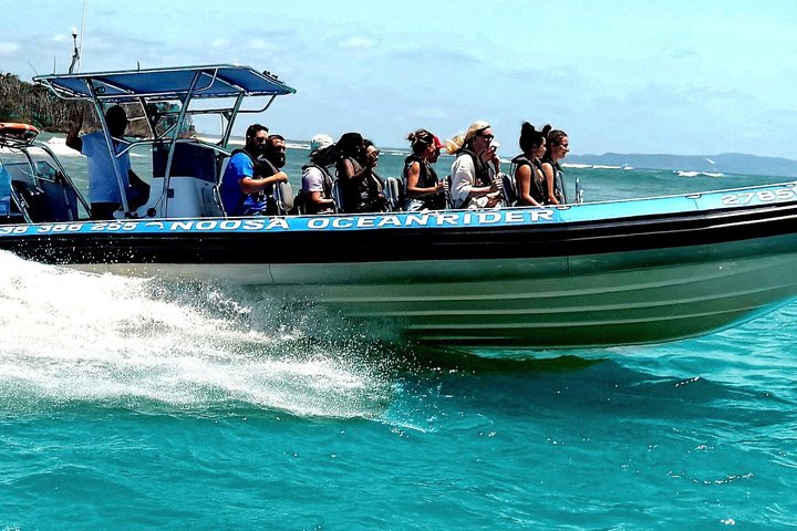 Noosa Whale Watching Cruise – Humpback Whale Adventure