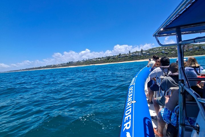 Noosa Whale Watching Cruise – Humpback Whale Adventure