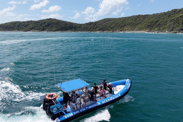 Noosa Whale Watching Cruise – Humpback Whale Adventure