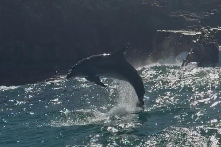 Noosa Whale Watching Cruise – Humpback Whale Adventure