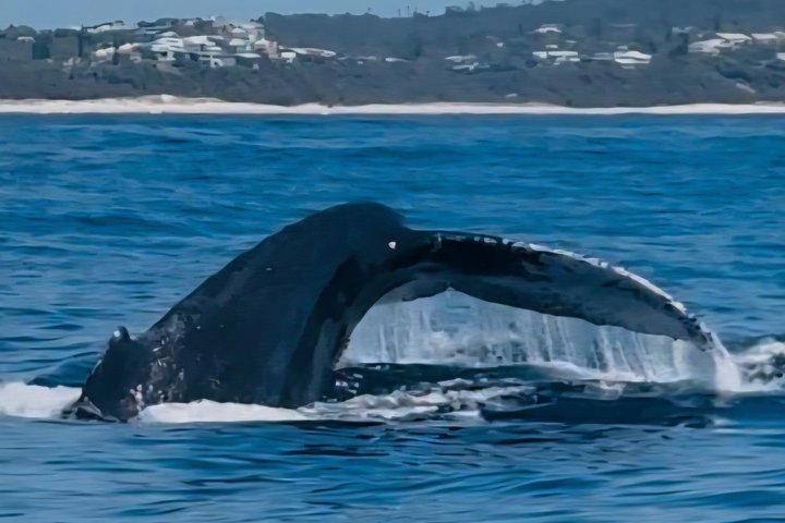 Noosa Whale Watching Cruise – Humpback Whale Adventure
