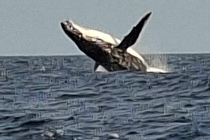 Noosa Whale Watching Cruise – Humpback Whale Adventure