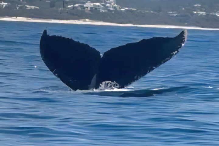Noosa Whale Watching Cruise – Humpback Whale Adventure
