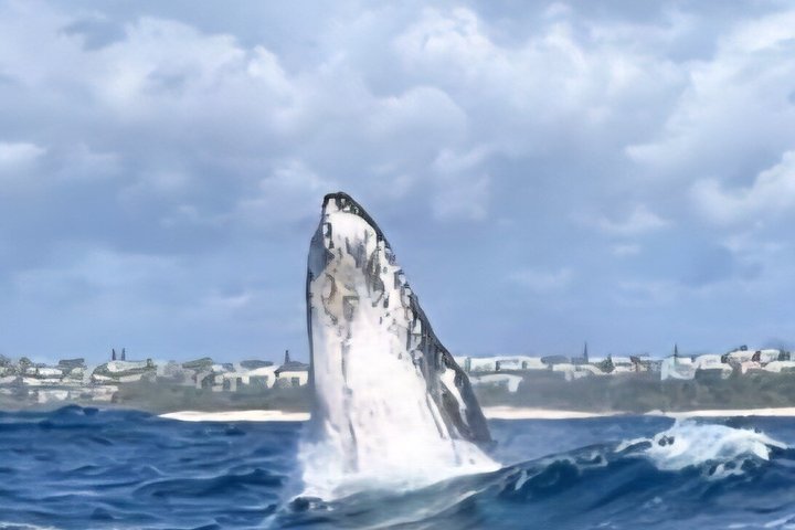 Noosa Whale Watching Cruise – Humpback Whale Adventure