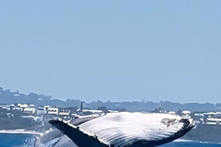 Noosa Whale Watching Cruise – Humpback Whale Adventure