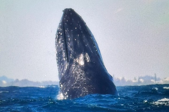 Noosa Whale Watching Cruise – Humpback Whale Adventure