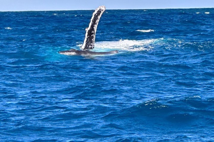 Noosa Whale Watching Cruise – Humpback Whale Adventure