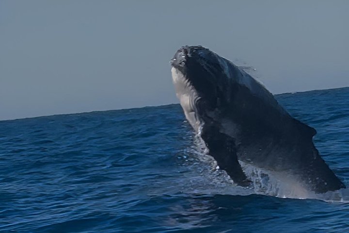 Noosa Whale Watching Cruise – Humpback Whale Adventure