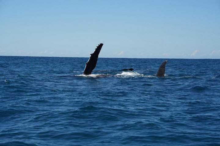Noosa Whale Watching Cruise – Humpback Whale Adventure
