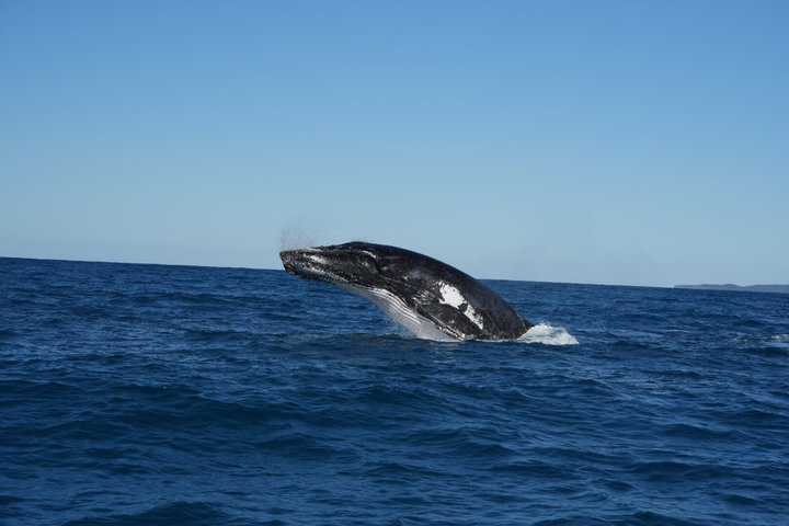 Noosa Whale Watching Cruise – Humpback Whale Adventure