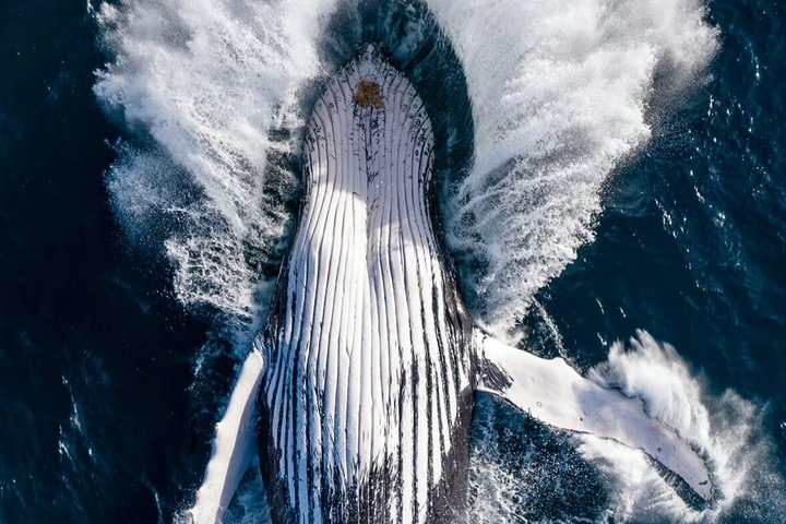 Noosa Whale Watching Cruise – Humpback Whale Adventure