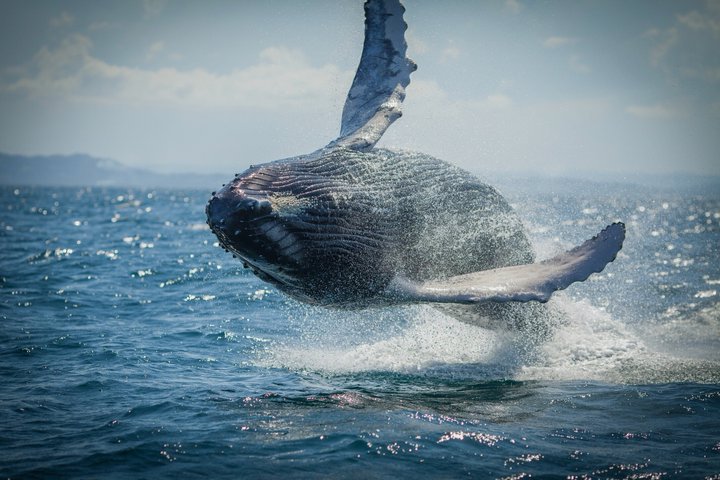 Noosa Whale Watching Cruise – Humpback Whale Adventure