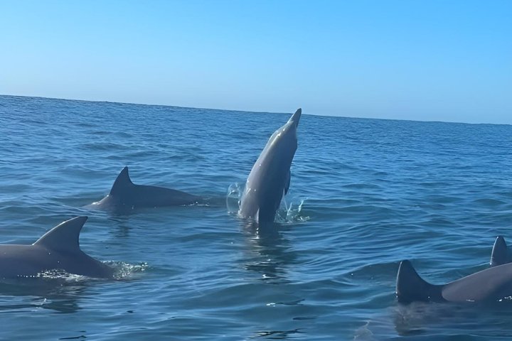 Noosa Whale Watching Cruise – Humpback Whale Adventure