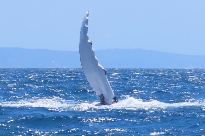 Noosa Whale Watching Cruise – Humpback Whale Adventure