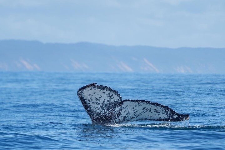 Noosa Whale Watching Cruise – Humpback Whale Adventure