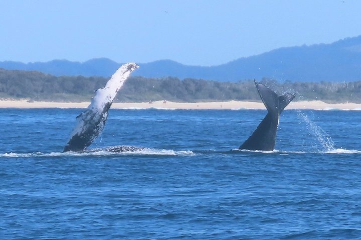 Noosa Whale Watching Cruise – Humpback Whale Adventure