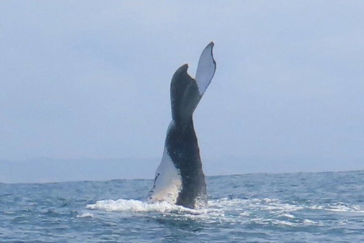 Noosa Whale Watching Cruise – Humpback Whale Adventure