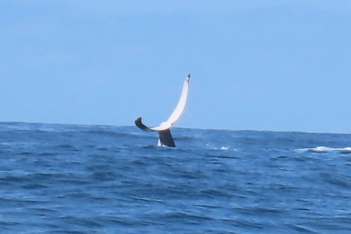 Noosa Whale Watching Cruise – Humpback Whale Adventure