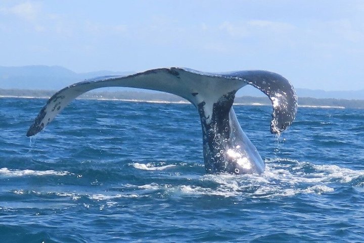 Noosa Whale Watching Cruise – Humpback Whale Adventure