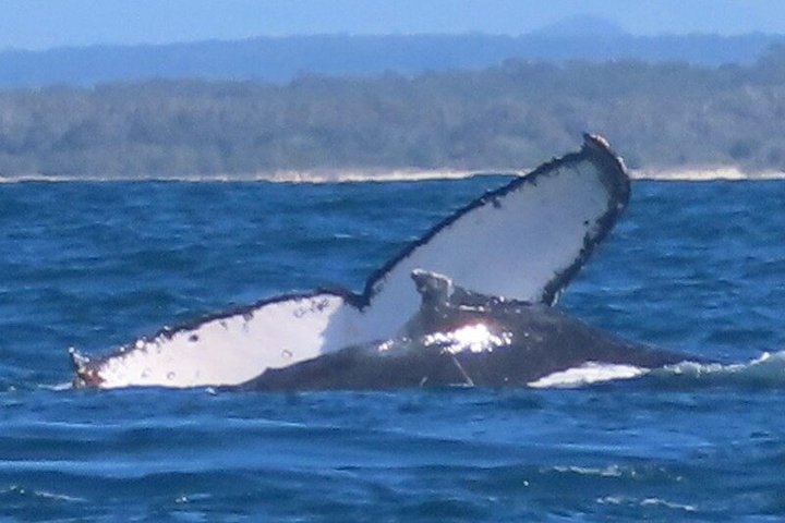 Noosa Whale Watching Cruise – Humpback Whale Adventure