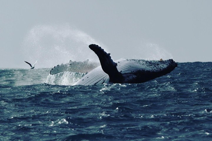 Noosa Whale Watching Cruise – Humpback Whale Adventure