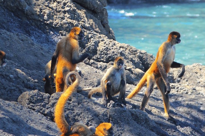 Isla Tortuga Premium: snorkeling, Monkeys & Private Beach Spot