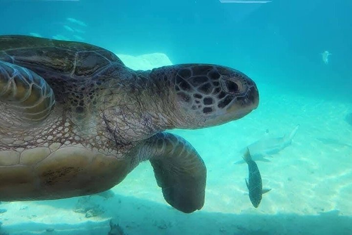 Aquarium Package in Nouméa's with Admission + HOHO with LYVAI
