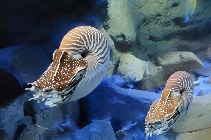 Aquarium Package in Nouméa's with Admission + HOHO with LYVAI