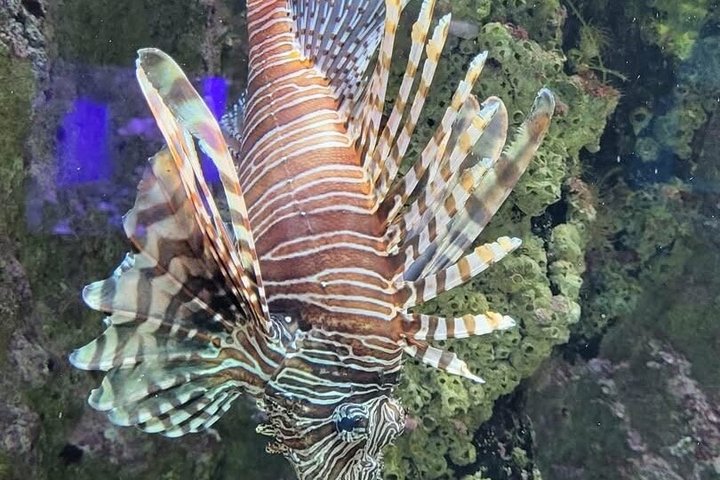 Aquarium Package in Nouméa's with Admission + HOHO with LYVAI