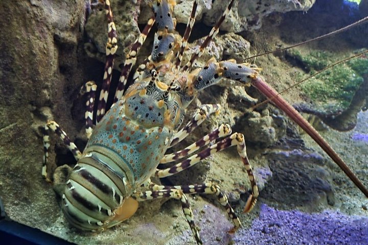 Aquarium Package in Nouméa's with Admission + HOHO with LYVAI