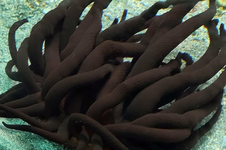Aquarium Package in Nouméa's with Admission + HOHO with LYVAI