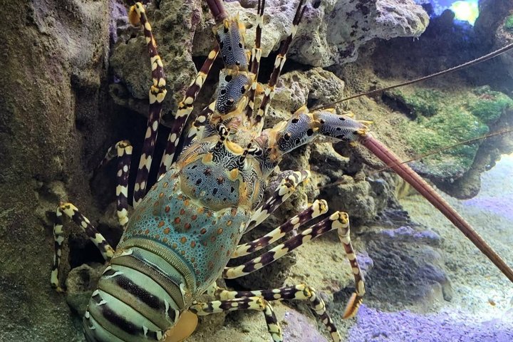 Aquarium Package in Nouméa's with Admission + HOHO with LYVAI