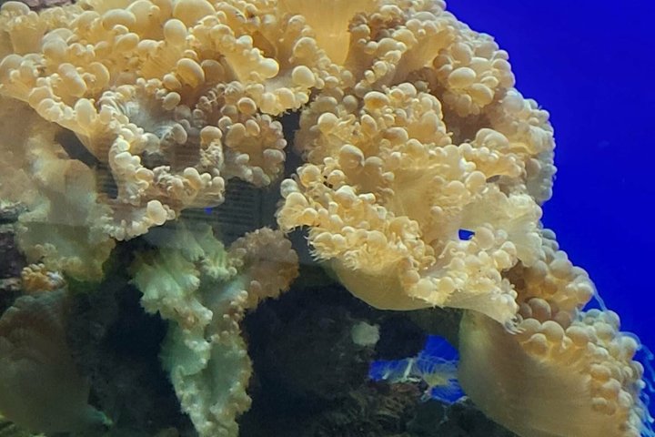 Aquarium Package in Nouméa's with Admission + HOHO with LYVAI