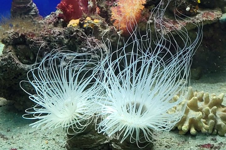 Aquarium Package in Nouméa's with Admission + HOHO with LYVAI