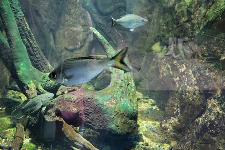 Aquarium Package in Nouméa's with Admission + HOHO with LYVAI