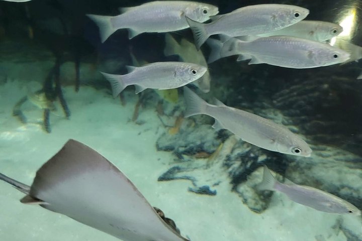 Aquarium Package in Nouméa's with Admission + HOHO with LYVAI